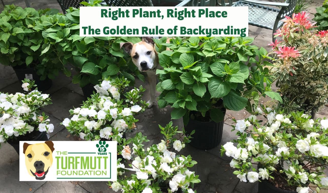 Right Plant, Right Place - The TurfMutt Foundation