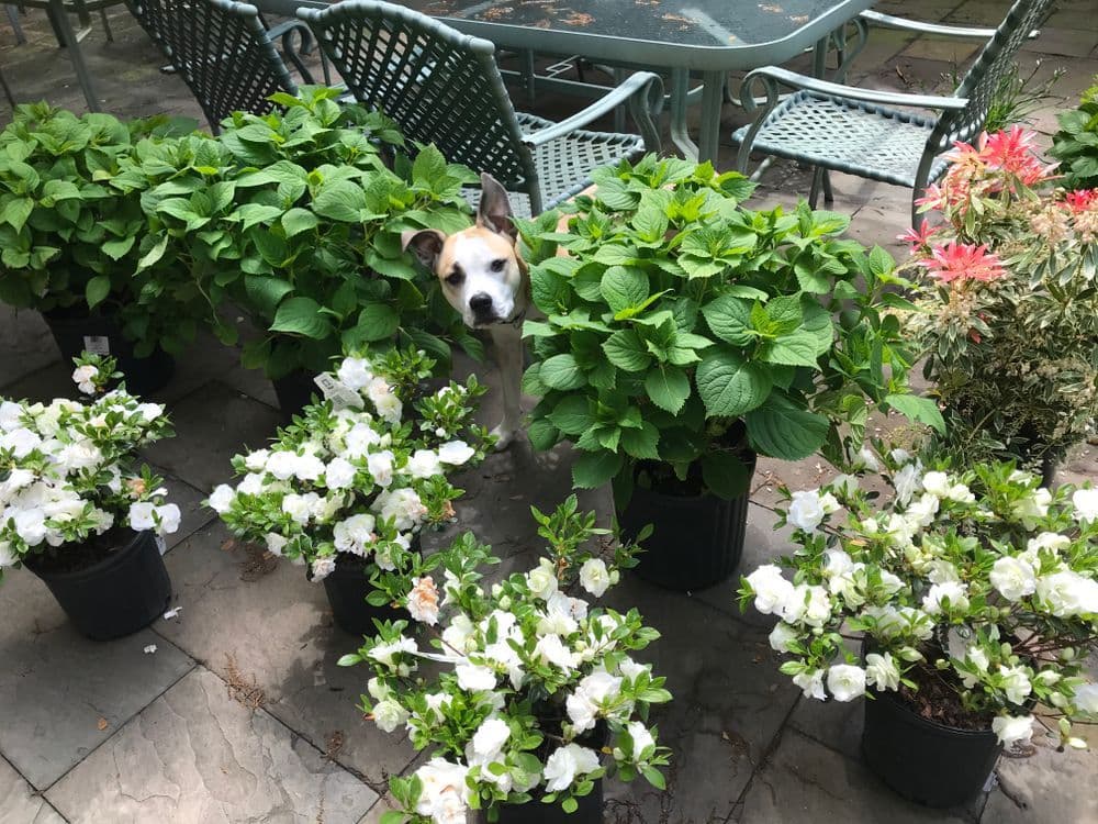Infographic: Are You Backyard Ready for Spring? - The TurfMutt Foundation